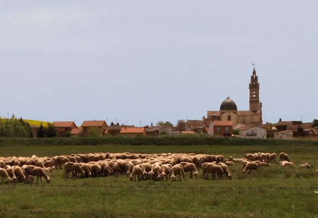 MOLACILLOS